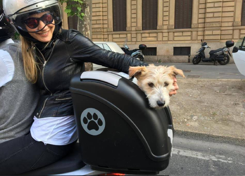 Transportin especial para mascotas en moto